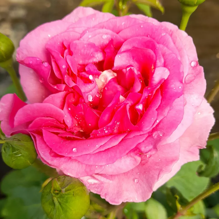 Virágágyi grandiflora - floribunda rózsa - Rózsa - Mr. Darcy - online rózsa vásárlás