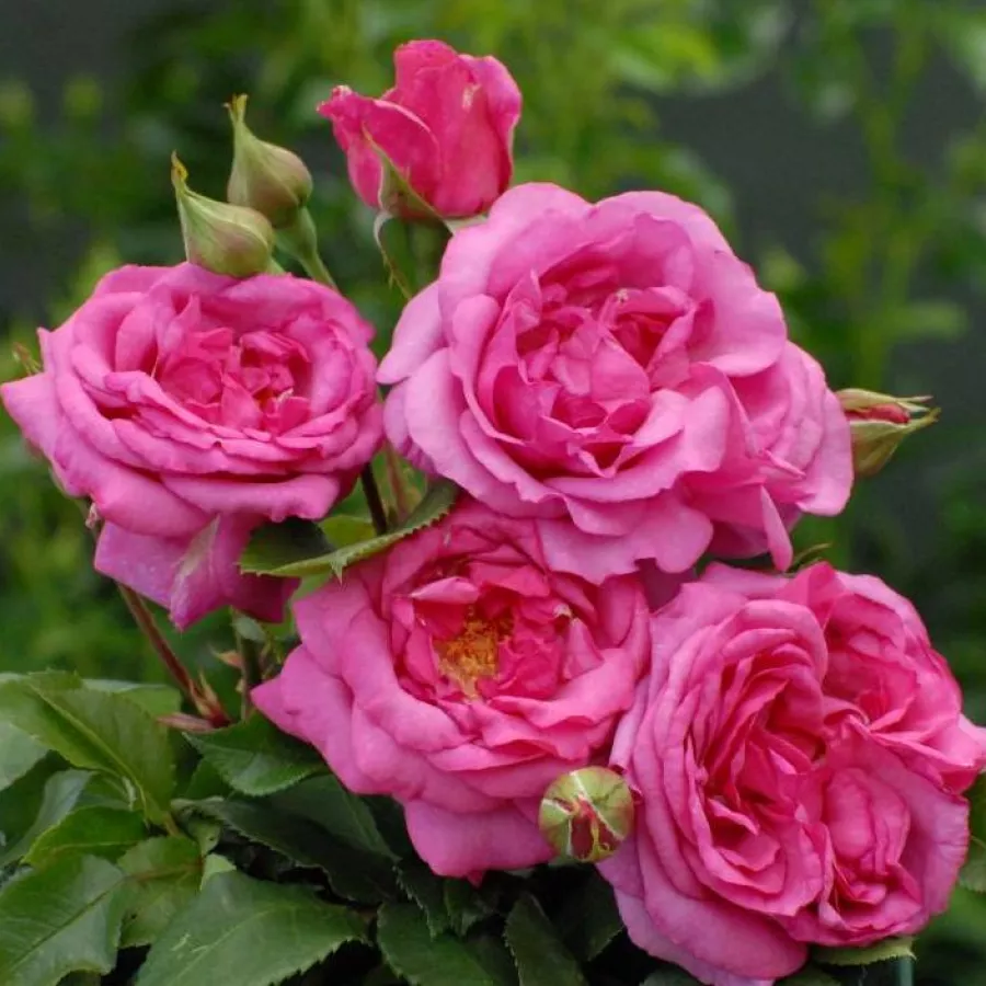 Vrtnica grandiflora - floribunda za cvetlično gredo - Roza - Mr. Darcy - vrtnice online