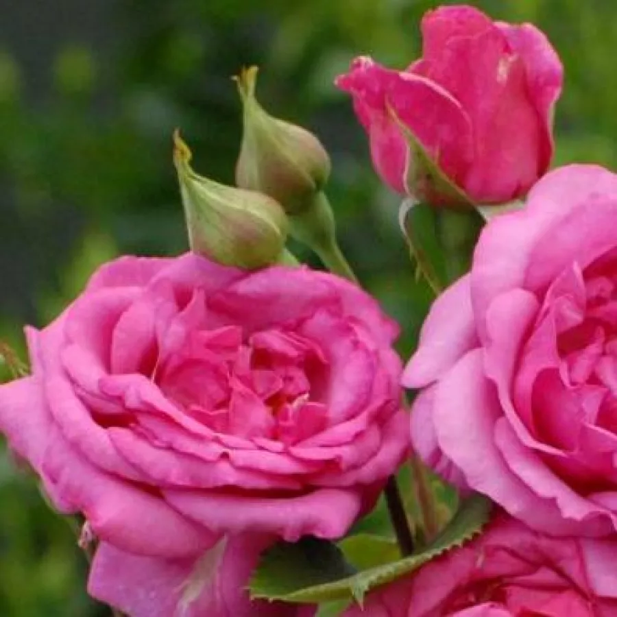 Rosa de fragancia intensa - Rosa - Mr. Darcy - comprar rosales online