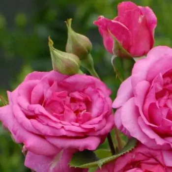 Rosa Mr. Darcy - różowy - róża rabatowa grandiflora - floribunda