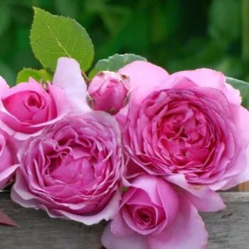 Rosa - violett farbton - beetrose grandiflora – floribundarose - rose mit intensivem duft - süßes aroma