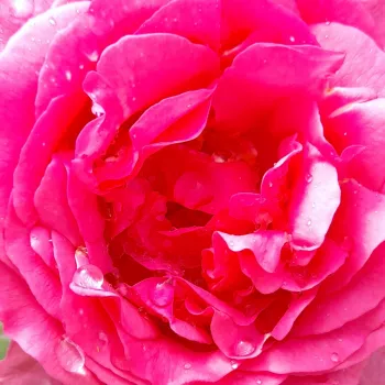 Rosen-webshop - beetrose grandiflora – floribundarose - rose mit intensivem duft - süßes aroma - Mr. Darcy - rosa - (100-150 cm)