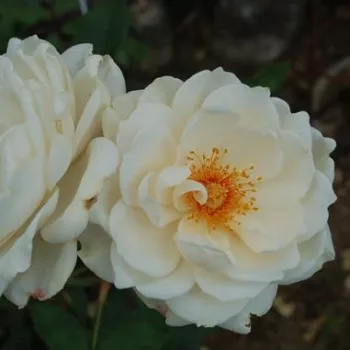 Egységesen halvány, meleg krémszínű árnyalat. - virágágyi floribunda rózsa - erős, hosszan tartó illatú rózsa - illatjellemzés nem áll rendelkezésre