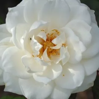 Rózsák webáruháza. - krém - erős, hosszan tartó illatú rózsa - Organdie - virágágyi floribunda rózsa - (100-140 cm)