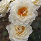 Ruža floribunda za gredice - ruža intenzivnog mirisa - aroma centifolia - sadnice ruža - proizvodnja i prodaja sadnica - Rosa Organdie - žuta