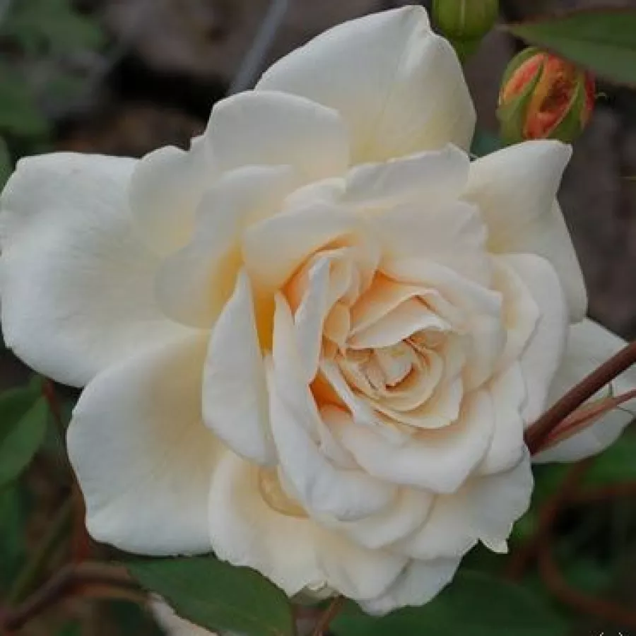 Ruža floribunda za gredice - Ruža - Organdie - naručivanje i isporuka ruža