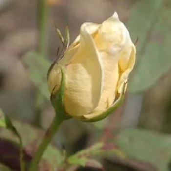 Rosa Organdie - żółty - róża rabatowa floribunda