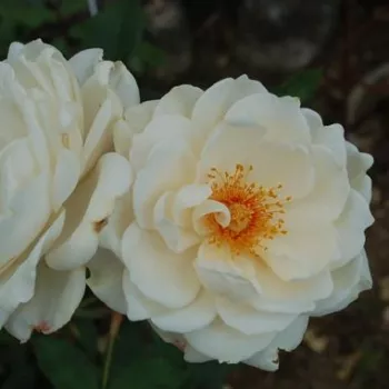 Krémsárga - virágágyi floribunda rózsa - intenzív illatú rózsa - centifólia aromájú
