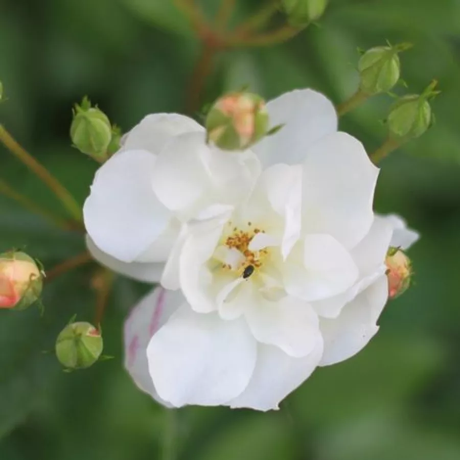 Bela - Roza - Penelope Hobhouse - vrtnice - proizvodnja in spletna prodaja sadik