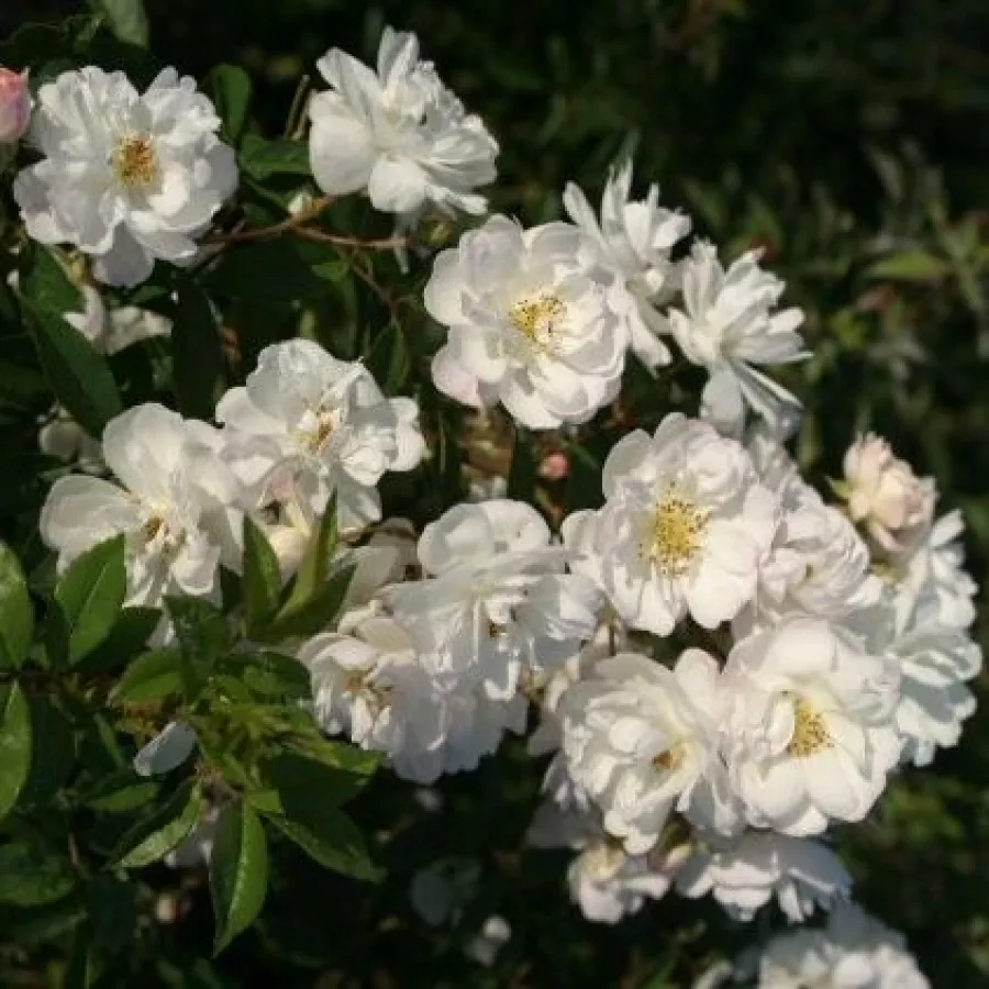 Róża parkowa - Róża - Penelope Hobhouse - sadzonki róż sklep internetowy - online