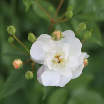 Rosa Penelope Hobhouse - fehér - parkrózsa