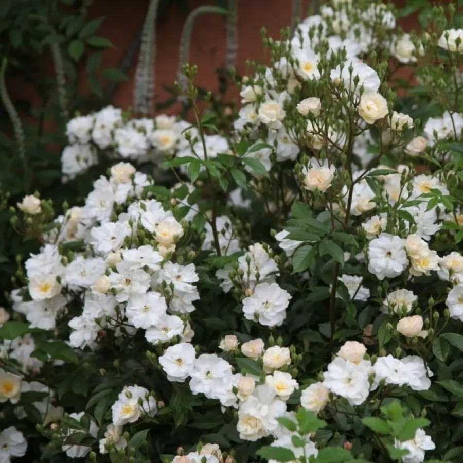 Félig telt virágú - Rózsa - Penelope Hobhouse - online rózsa vásárlás