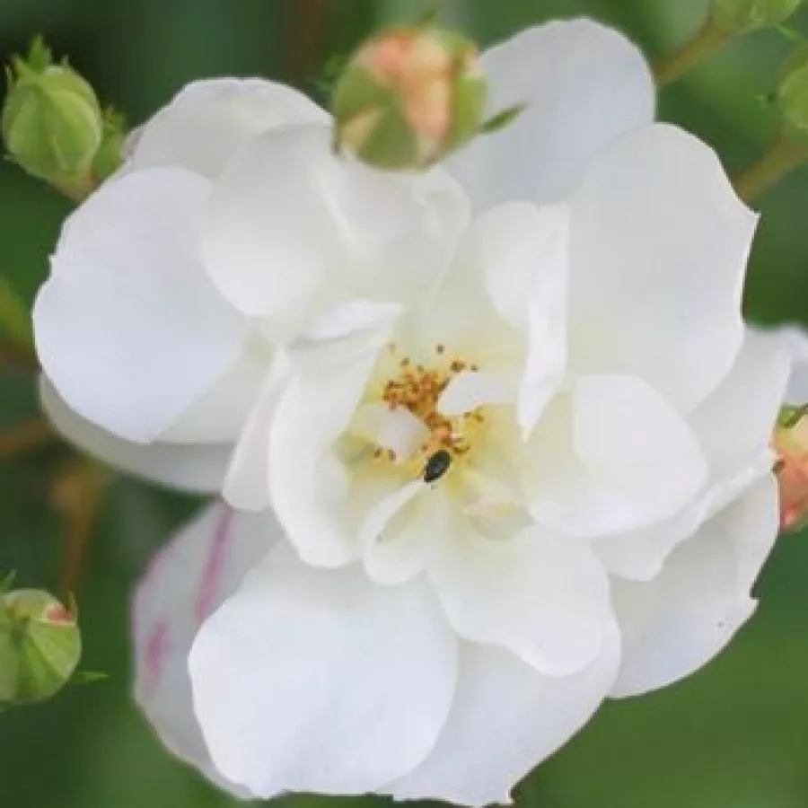 John Scarman - Róża - Penelope Hobhouse - sadzonki róż sklep internetowy - online