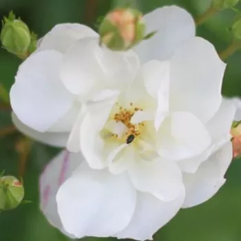 Online rózsa webáruház -  - fehér - parkrózsa - közepesen intenzív illatú rózsa - Penelope Hobhouse - (120-150 cm)