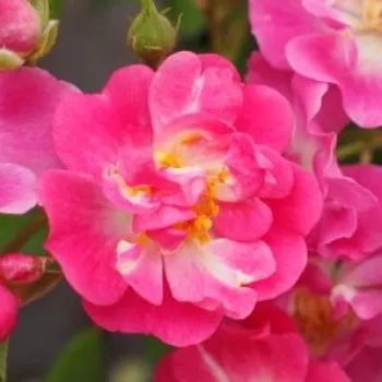 Rózsa rendelés online - rózsaszín - climber, futó rózsa - Petra's Perpetual - diszkrét illatú rózsa - alma aromájú - (150-300 cm)