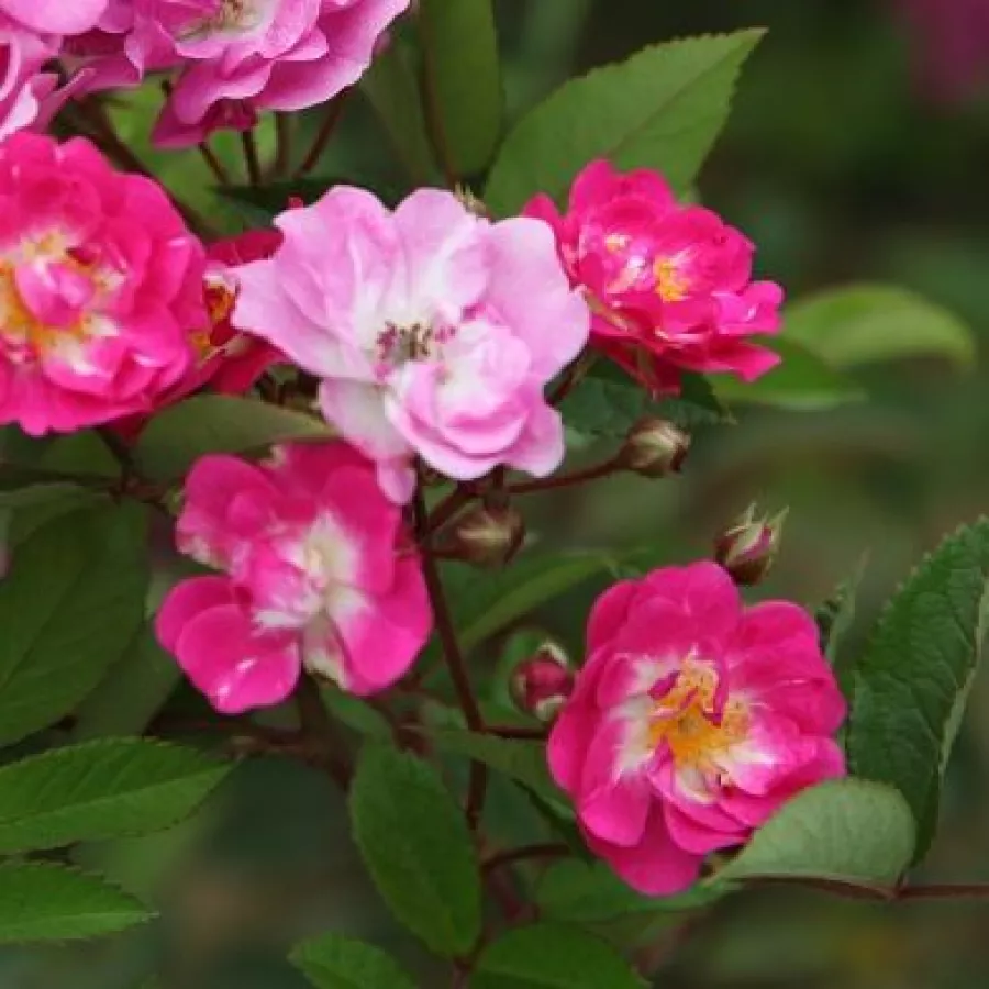 árbol de rosas miniatura - rosal de pie alto - Rosa - Petra's Perpetual - rosal de pie alto