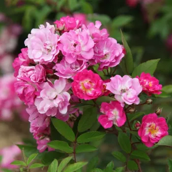Rosa - árbol de rosas miniatura - rosal de pie alto - rosa de fragancia discreta - manzana