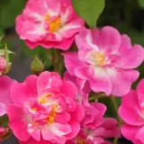 Rózsaszín - diszkrét illatú rózsa - alma aromájú - Online rózsa vásárlás - Rosa Petra's Perpetual - climber, futó rózsa