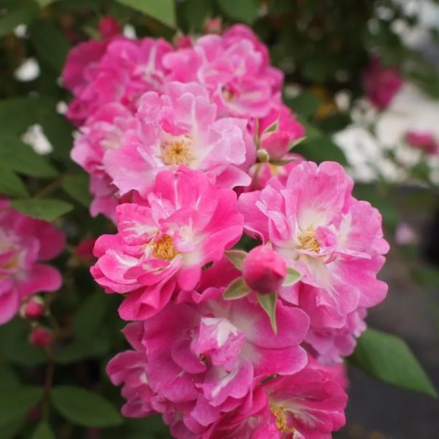 Climber, vrtnica vzpenjalka - Roza - Petra's Perpetual - vrtnice - proizvodnja in spletna prodaja sadik