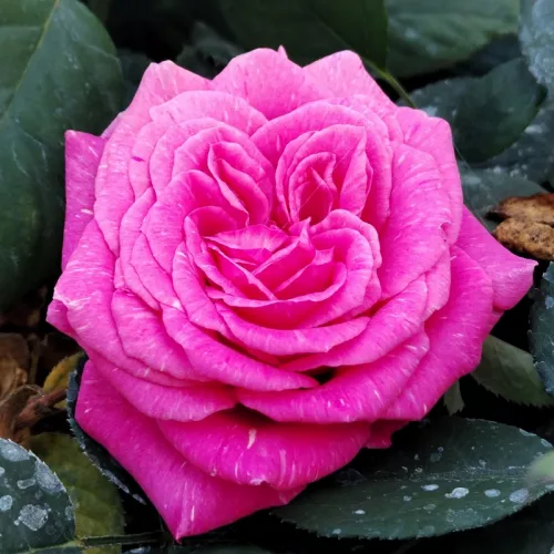 Rajah's Rose