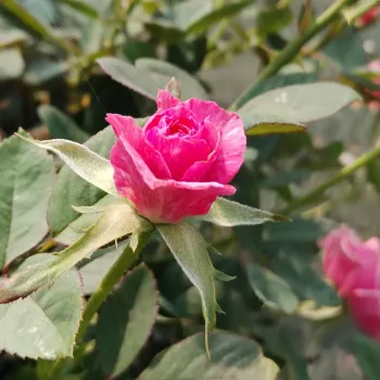 RAJAH'S ROSE – kármin - rózsaszín nosztalgia rózsa - John Scarman
