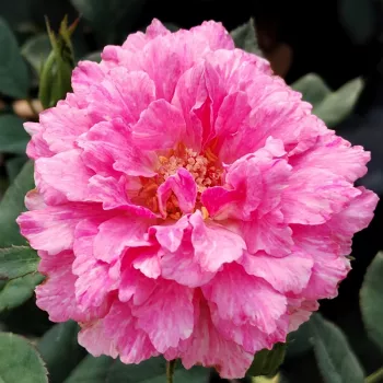 Online rózsa vásárlás - kármin -rózsaszín - enyhe, visszafogott illatú rózsa - Rajah's Rose - nosztalgia rózsa - (100-150 cm)