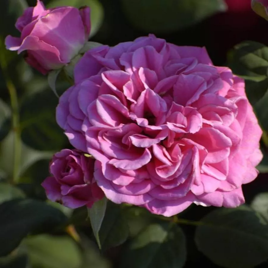 Róża o dyskretnym zapachu - Róża - Rajah's Rose - sadzonki róż sklep internetowy - online