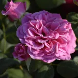 Roza - nostalgična vrtnica - diskreten vonj vrtnice - aroma janeža - Rosa Rajah's Rose - vrtnice - proizvodnja in spletna prodaja sadik