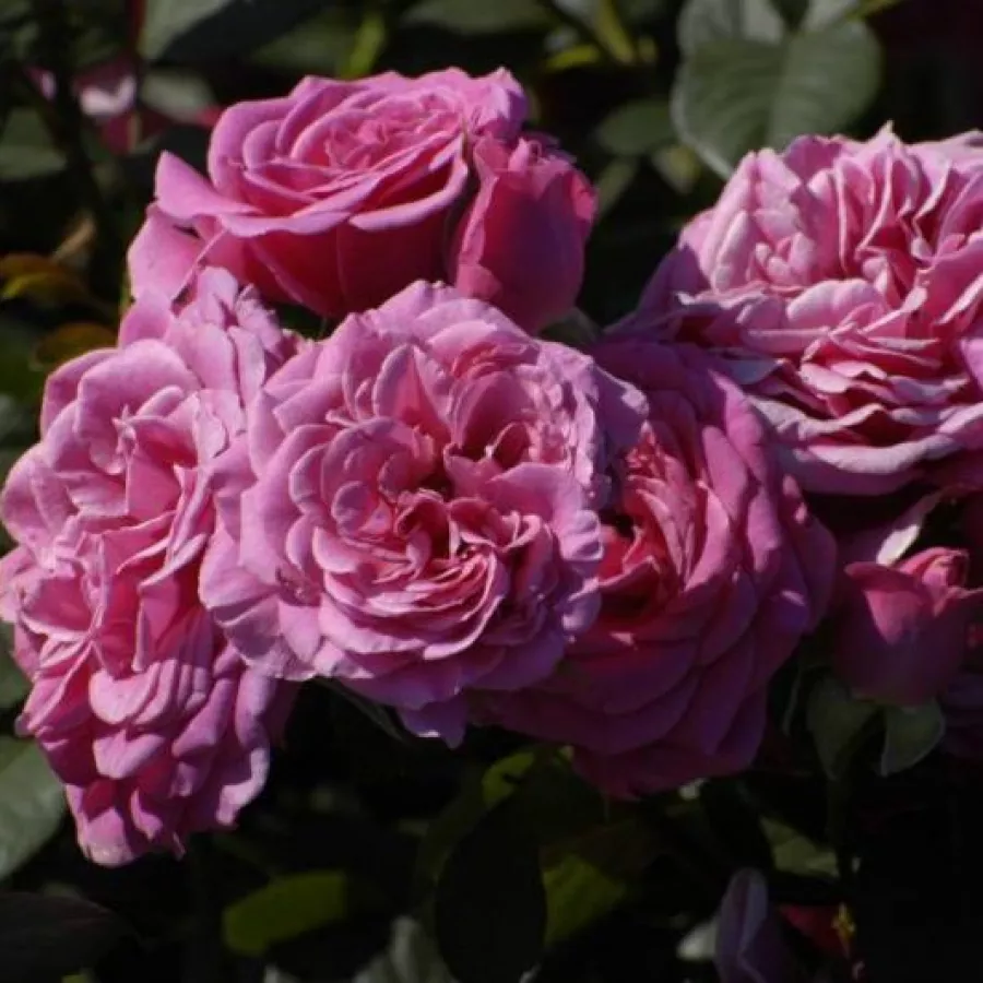 Nostalgična vrtnica - Roza - Rajah's Rose - vrtnice - proizvodnja in spletna prodaja sadik