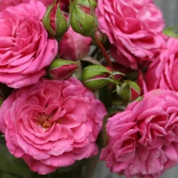 Rosa Rajah's Rose - rosa - nostalgische rose