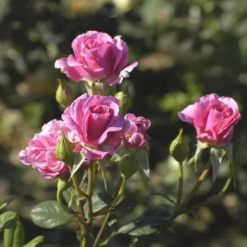 Rosa - nostalgische rose - rose mit diskretem duft - anisaroma