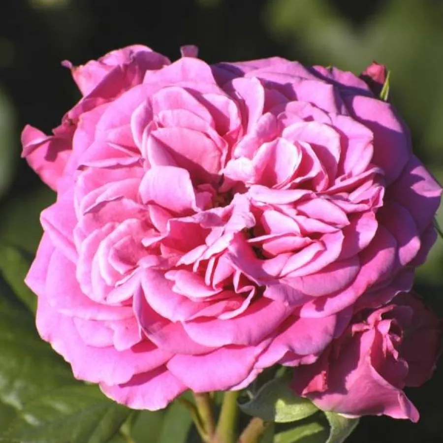- - Roza - Rajah's Rose - vrtnice - proizvodnja in spletna prodaja sadik