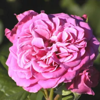 Rózsák webáruháza. - nosztalgia rózsa - diszkrét illatú rózsa - ánizs aromájú - Rajah's Rose - rózsaszín - (100-150 cm)