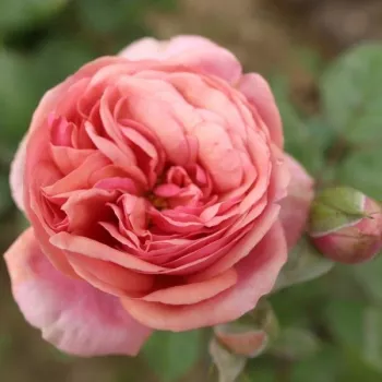 STEFANIE'S ROSE – rézrózsaszín virágágyi bokorrózsa - John Scarman