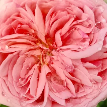 Online rózsa kertészet - rézrózsaszín - enyhe, visszafogott illatú rózsa - Stefanie's Rose - virágágyi bokorrózsa - (130-170 cm)