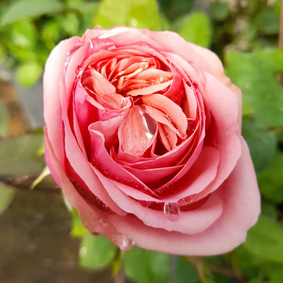 Różowy - Róża - Stefanie's Rose - róże sklep internetowy