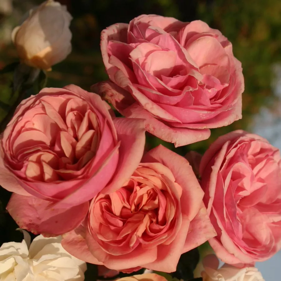 Vrtnica grandiflora - floribunda za cvetlično gredo - Roza - Stefanie's Rose - vrtnice online