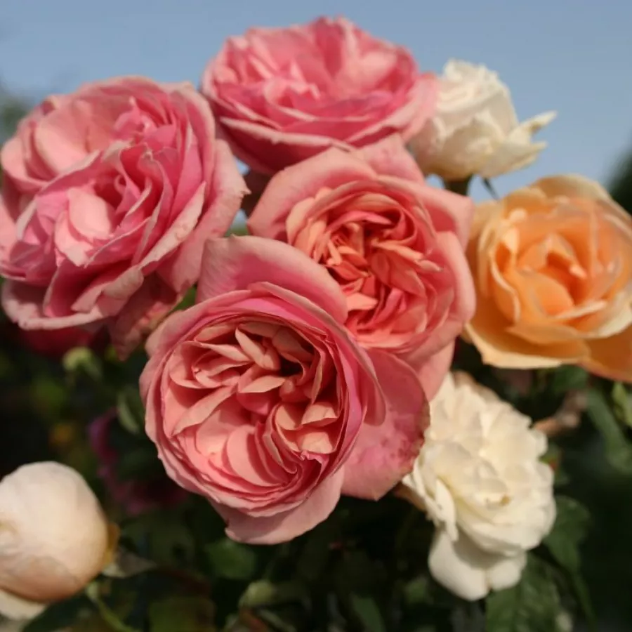 Pojedyncze - Róża - Stefanie's Rose - sadzonki róż sklep internetowy - online