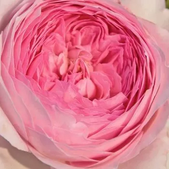 Rózsák webáruháza. - rózsaszín - nosztalgia rózsa - Alexandra - Princesse de Luxembourg ® - diszkrét illatú rózsa - grapefruit aromájú - (120-150 cm)