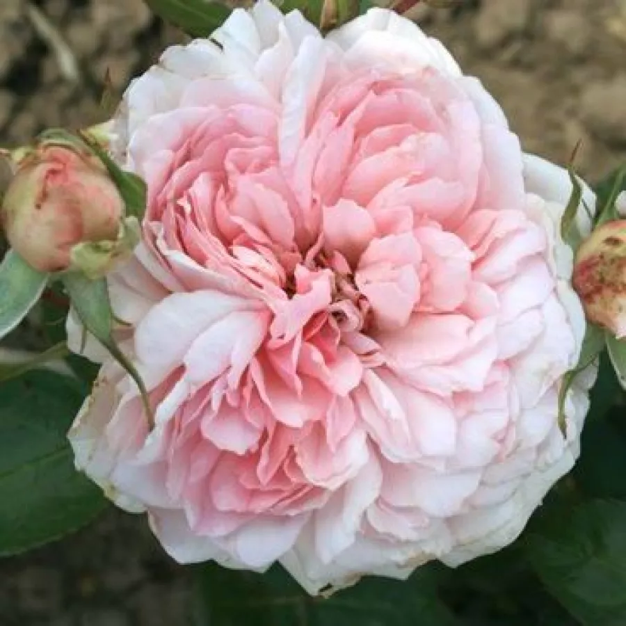 Różowy - Róża - Alexandra - Princesse de Luxembourg ® - Szkółka Róż Rozaria