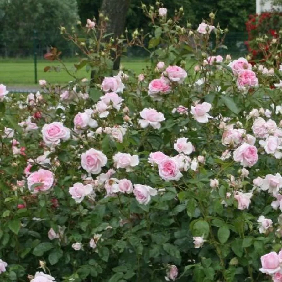 KORjuknei - Ruža - Alexandra - Princesse de Luxembourg ® - Narudžba ruža