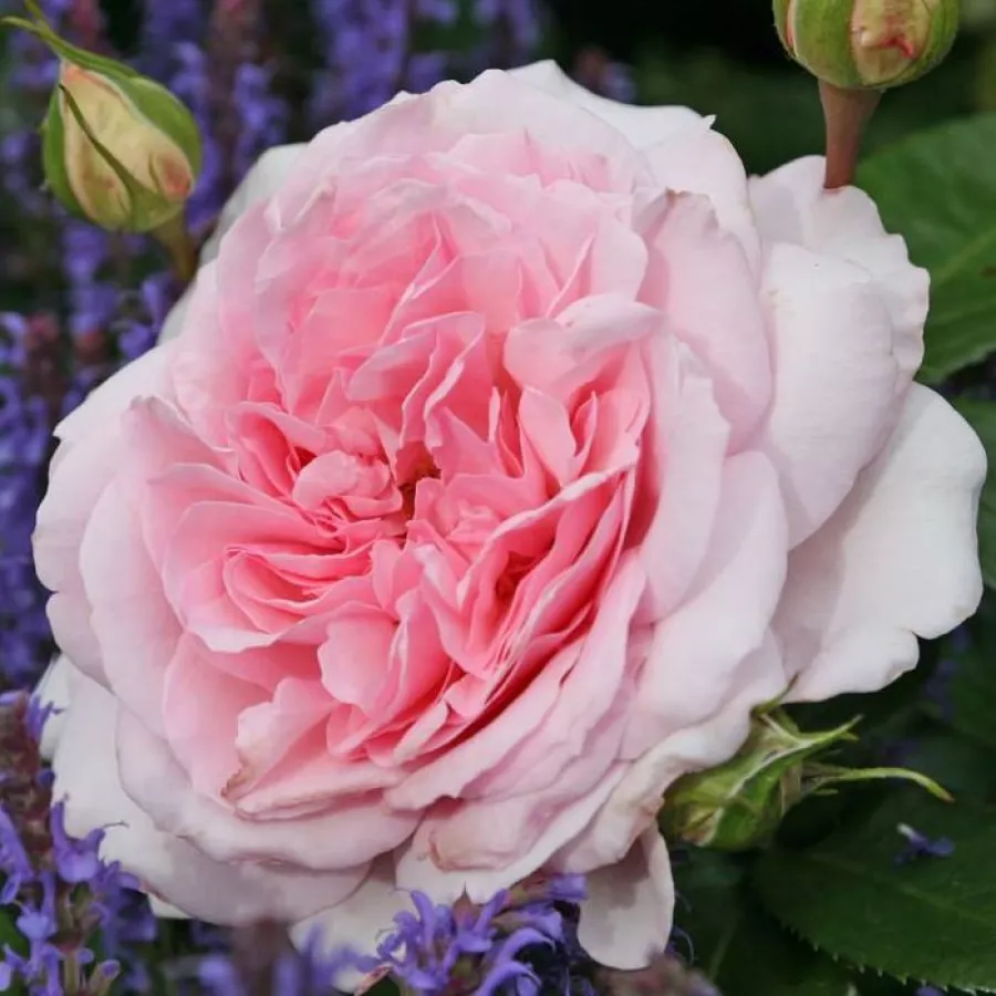 Różowy - Róża - Alexandra - Princesse de Luxembourg ® - 