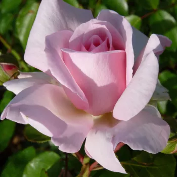 Rosa Alexandra - Princesse de Luxembourg ® - roz - trandafiri pomisor - Trandafir copac cu trunchi înalt – cu flori tip trandafiri englezești