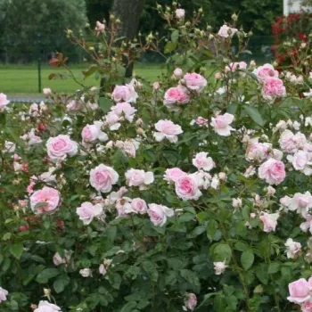 Rosa claro - árbol de rosas inglés- rosal de pie alto - rosa de fragancia discreta - pomelo
