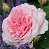 Rosa ad alberello - rosa - Rosa Alexandra - Princesse de Luxembourg ® - rosa del profumo discreto